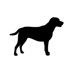 Dog Breeds, Dog Vector Graphic, Dog SVG - digital download svg,