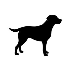 Dog Breeds, Dog Vector Graphic, Dog SVG - digital download svg,