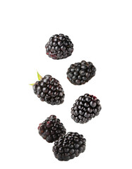 Slices of Blackberry Falling Isolated on White