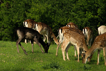 herd of deer