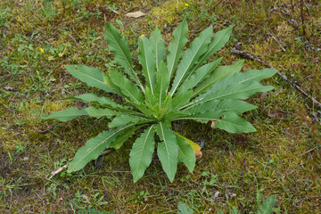 Closeup on an emerging evening primrose or sundrop wildflower, Oenothera glazioviana