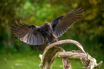 Crow in flight