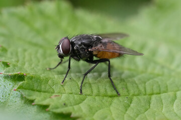 Closeup on the autumn housefly, Musca autumnalis, sitting on a green leaf