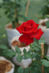 top view red rose bud on rose garden background, nature, gift, decor, fashion, copy space