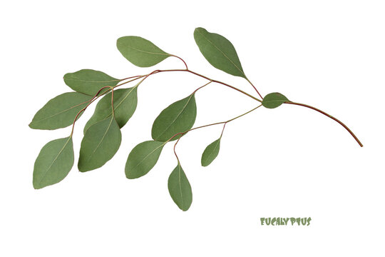 Natural green eucalyptus Populus branch isolated on white