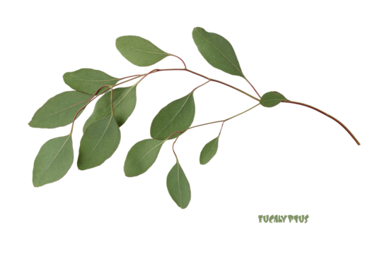 Natural green eucalyptus Populus branch isolated on white