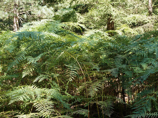 Pteridium aquilinum | Tuft of Eagle ferns or common bracken with large triangular fronds on vertical stems in large dense colonies in semi-shaded areas