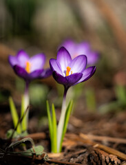 spring crocus flowers