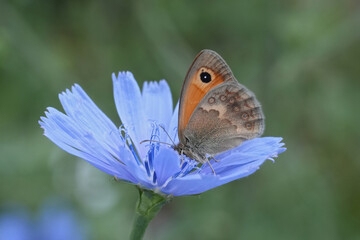 Closeup on a European Small Heath butterfly, Coenonympha pamphilus on a blue Wild chicory flower