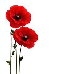 Two vibrant red poppy flowers with green stems and leaves isolated on a white background, showcasing their beauty and elegance.