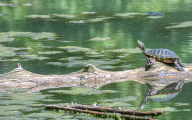 Turtle sunbathing on a fallen log over a pond in summer.