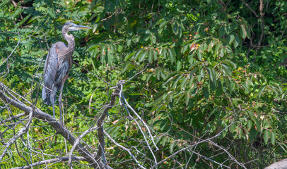 Great blue heron perched on a branch, camouflaged against bright green leaves in summer.