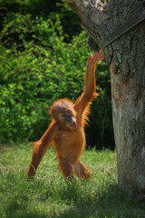 Naklejka premium A young orangutan walking in a grassy outdoor environment, surrounded by ropes and trees.