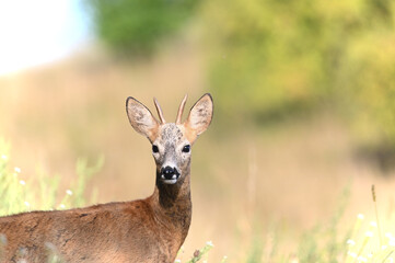 Koziołek - fauna polski  © Endrryu