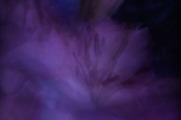 Lilia - abstrakcje w długim czasie naświetlania © Endrryu