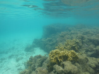 vida marinha