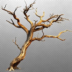 Fototapeta premium tree branches without leaves on a white background 