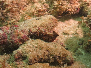 vida marinha