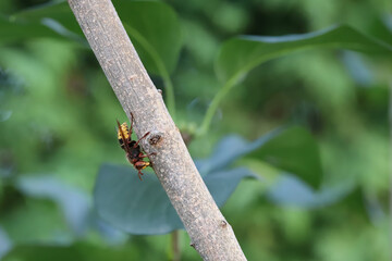 European hornet (Vespa crabro), the largest eusocial wasp native to Europe. Insects have damaged the bark of an ornamental shrub in the garden.