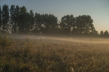 A soft summer morning mist drapes the fields near the city at the end of August, weaving through the golden grasses and whispering the promise of a new day