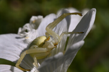 kwietnik - polskie pająki 