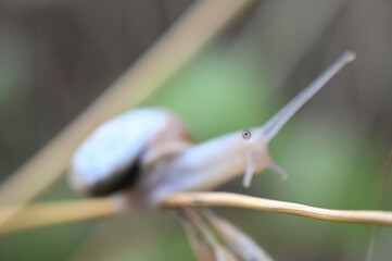 Ślimak kartuzek  © Endrryu