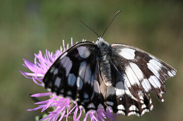 motyl Polowiec szachownica - owady polskie  © Endrryu