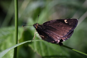 Motyl Rojnik morfeusz - owady polskie  © Endrryu