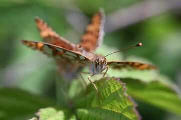 motyl przeplatka - owady polskie  © Endrryu