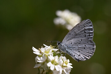 motyl modraszek - owady polskie © Endrryu