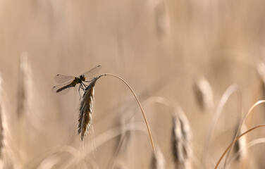 ważka - owady polskie © Endrryu