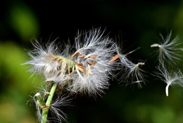 Samen fliegen von einem Waldkreuzkraut