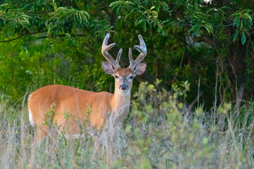 White-tailed deer bucks are seen grazing in Sandy Hook, New Jersey during the summer of 2024.