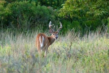 White-tailed deer bucks are seen grazing in Sandy Hook, New Jersey during the summer of 2024.
