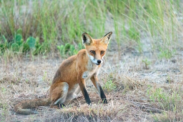 A beautiful young red fox is seen at Sandy Hook, in New Jersey, on a summers night in August, 2024.