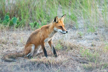 A beautiful young red fox is seen at Sandy Hook, in New Jersey, on a summers night in August, 2024.