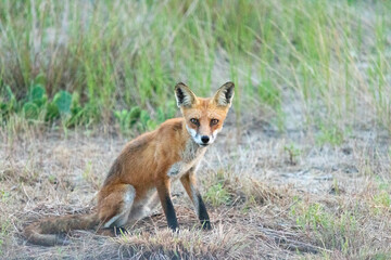 A beautiful young red fox is seen at Sandy Hook, in New Jersey, on a summers night in August, 2024.