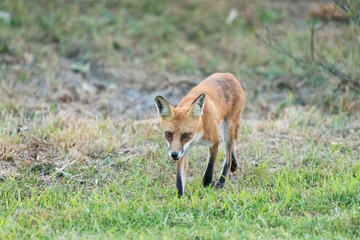 A beautiful young red fox is seen at Sandy Hook, in New Jersey, on a summers night in August, 2024.