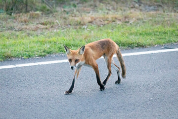 A beautiful young red fox is seen at Sandy Hook, in New Jersey, on a summers night in August, 2024.