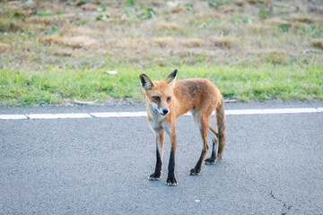 A beautiful young red fox is seen at Sandy Hook, in New Jersey, on a summers night in August, 2024.