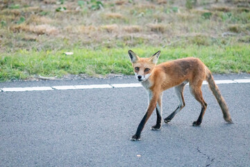 A beautiful young red fox is seen at Sandy Hook, in New Jersey, on a summers night in August, 2024.