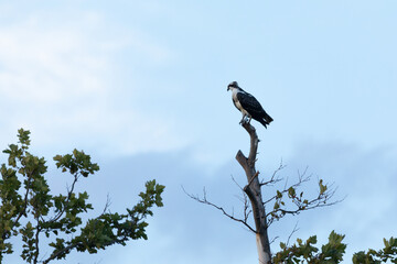 A view of an Osprey photographed at Fort Hancock in Sandy Hook, New Jersey on a summers night in August 2024.