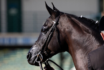 Arabian horse show horse