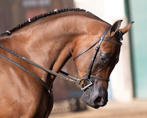 Arabian horse show horse