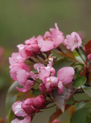 Obraz premium Honey Bee Sipping Nectar