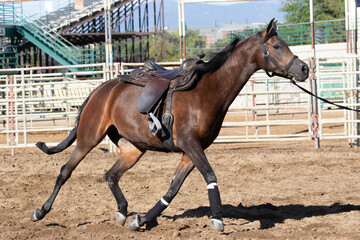 Arabian horse show horse