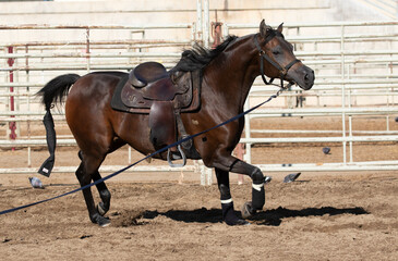 Arabian horse show horse
