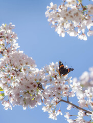 Red Admiral Butterfly on a Yoshino Cherry Tree