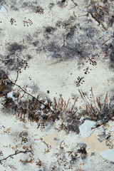 Spuren von Efeu an der Wand - traces of ivy on a wall