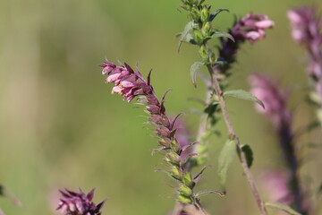 Flowers of Red Bartsia (Odontites vulgaris) plant in wild nature